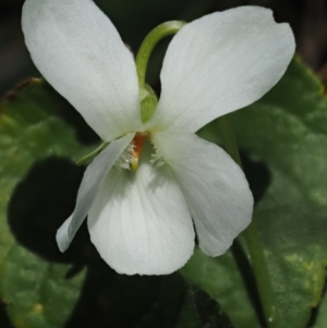 Viola odorata at Paddys River, ACT - 1 Sep 2016 10:57 AM