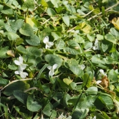 Viola odorata at Paddys River, ACT - 1 Sep 2016