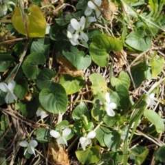 Viola odorata at Paddys River, ACT - 1 Sep 2016 10:57 AM