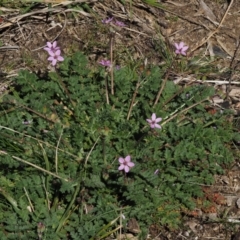 Erodium cicutarium (Common Storksbill, Common Crowfoot) at Paddys River, ACT - 1 Sep 2016 by KenT