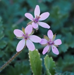 Erodium cicutarium at Paddys River, ACT - 1 Sep 2016