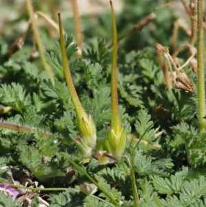 Erodium cicutarium at Paddys River, ACT - 1 Sep 2016