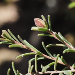 Hibbertia calycina at Paddys River, ACT - 1 Sep 2016