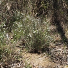 Cryptandra amara at Paddys River, ACT - 1 Sep 2016 11:41 AM