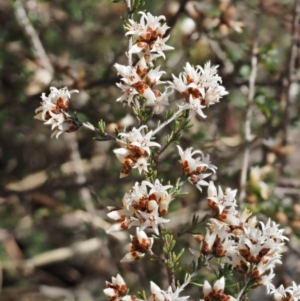 Cryptandra speciosa subsp. speciosa at Paddys River, ACT - 1 Sep 2016