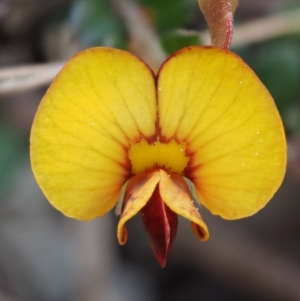 Bossiaea buxifolia at Paddys River, ACT - 1 Sep 2016 12:18 PM