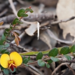 Bossiaea buxifolia at Paddys River, ACT - 1 Sep 2016