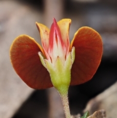 Bossiaea buxifolia at Paddys River, ACT - 1 Sep 2016 12:18 PM