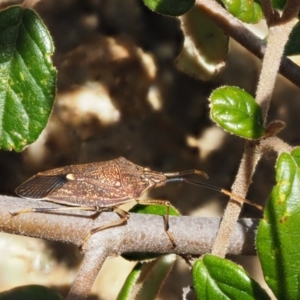 Poecilometis strigatus at Paddys River, ACT - 1 Sep 2016 10:19 AM