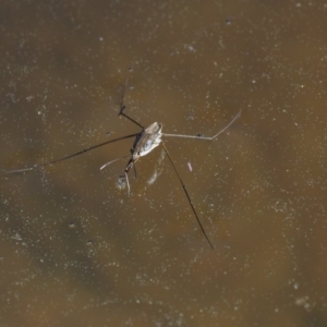 Gerridae (family) at Paddys River, ACT - 1 Sep 2016 10:22 AM