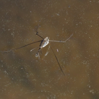 Gerridae (family) (Unidentified water strider) at Paddys River, ACT - 1 Sep 2016 by KenT