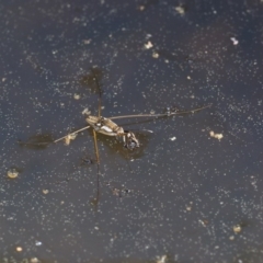 Gerridae (family) at Paddys River, ACT - 1 Sep 2016 10:22 AM