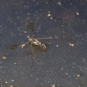 Gerridae (family) at Paddys River, ACT - 1 Sep 2016 10:22 AM