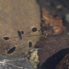 Gerridae (family) at Paddys River, ACT - 1 Sep 2016 10:22 AM