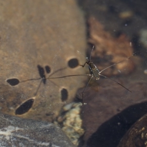 Gerridae (family) at Paddys River, ACT - 1 Sep 2016 10:22 AM