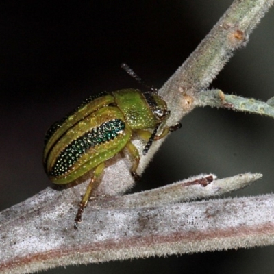 Calomela vittata (Acacia leaf beetle) at O'Connor, ACT - 10 Oct 2015 by PeteWoodall