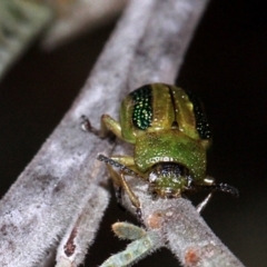 Calomela vittata at O'Connor, ACT - 10 Oct 2015 07:29 AM