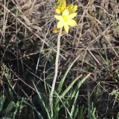 Bulbine sp. at Bruce Ridge - 9 Oct 2015 by PeteWoodall