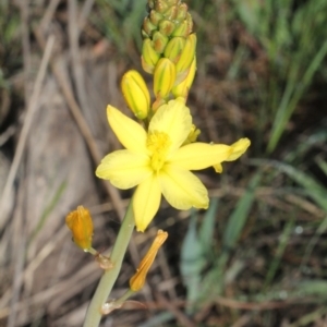 Bulbine sp. at O'Connor, ACT - 10 Oct 2015