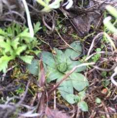 Hymenochilus sp. (A Greenhood Orchid) at Mount Majura - 3 Sep 2016 by AaronClausen