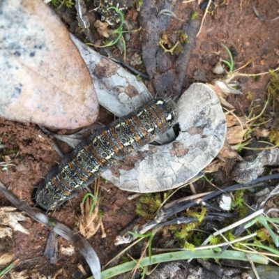 Apina callisto (Pasture Day Moth) at Mount Majura - 3 Sep 2016 by AaronClausen