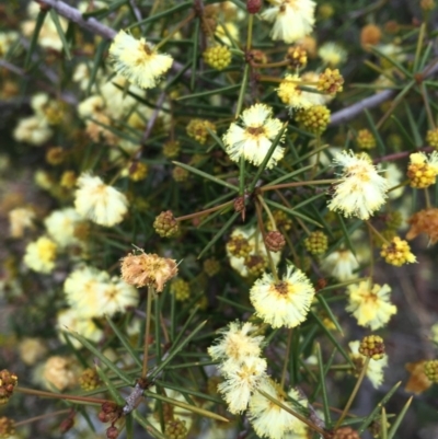 Acacia ulicifolia (Prickly Moses) at Majura, ACT - 3 Sep 2016 by AaronClausen