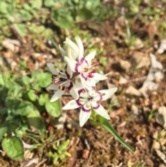 Wurmbea dioica subsp. dioica (Early Nancy) at Majura, ACT - 3 Sep 2016 by AaronClausen