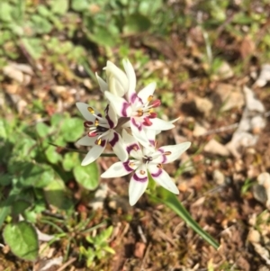 Wurmbea dioica subsp. dioica at Majura, ACT - 3 Sep 2016 04:48 PM