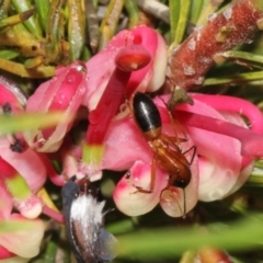Camponotus consobrinus (Banded sugar ant) at Bruce Ridge - 9 Oct 2015 by PeteWoodall