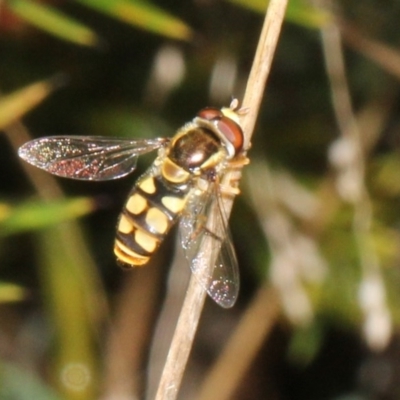 Simosyrphus grandicornis (Common hover fly) at O'Connor, ACT - 9 Oct 2015 by PeteWoodall
