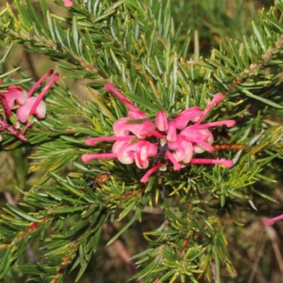 Grevillea juniperina (Grevillea) at Bruce Ridge - 9 Oct 2015 by PeteWoodall