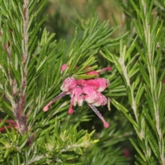 Grevillea juniperina at O'Connor, ACT - 10 Oct 2015