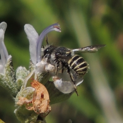 Pseudoanthidium (Immanthidium) repetitum (African carder bee, Megachild bee) at Conder, ACT - 12 Mar 2015 by michaelb