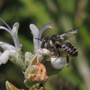 Pseudoanthidium (Immanthidium) repetitum at Conder, ACT - 12 Mar 2015 02:58 PM