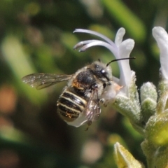 Pseudoanthidium (Immanthidium) repetitum at Conder, ACT - 12 Mar 2015 02:58 PM