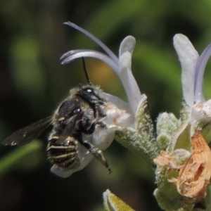 Pseudoanthidium (Immanthidium) repetitum at Conder, ACT - 12 Mar 2015 02:58 PM