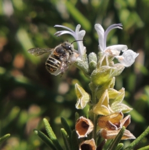 Pseudoanthidium (Immanthidium) repetitum at Conder, ACT - 12 Mar 2015