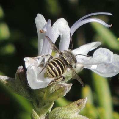 Pseudoanthidium (Immanthidium) repetitum (African carder bee, Megachild bee) at Conder, ACT - 11 Apr 2015 by michaelb