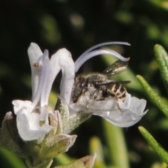 Pseudoanthidium (Immanthidium) repetitum at Conder, ACT - 11 Apr 2015 04:06 PM