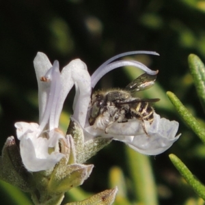 Pseudoanthidium (Immanthidium) repetitum at Conder, ACT - 11 Apr 2015 04:06 PM