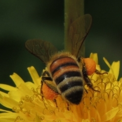 Apis mellifera (European honey bee) at Conder, ACT - 1 Feb 2015 by MichaelBedingfield