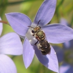 Lipotriches (Austronomia) phanerura (Halictid Bee) at Pollinator-friendly garden Conder - 5 Feb 2015 by michaelb