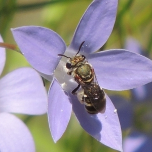 Lipotriches (Austronomia) phanerura at Pollinator-friendly garden Conder - 5 Feb 2015 12:59 PM