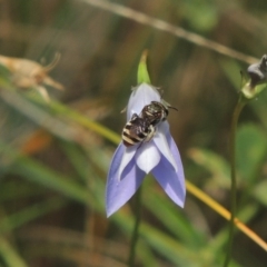 Lipotriches (Austronomia) phanerura at Pollinator-friendly garden Conder - 5 Feb 2015 12:59 PM