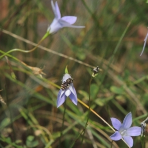 Lipotriches (Austronomia) phanerura at Pollinator-friendly garden Conder - 5 Feb 2015 12:59 PM