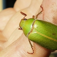 Xylonichus sp. (genus) (Green cockchafer beetle) at Tura Beach, NSW - 3 Jan 2016 by mstevenson