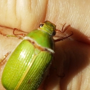 Xylonichus sp. (genus) at Tura Beach, NSW - 4 Jan 2016