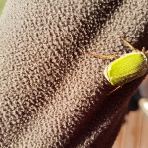 Xylonichus sp. (genus) at Tura Beach, NSW - 4 Jan 2016