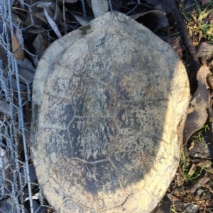 Chelodina longicollis at Gungahlin, ACT - 4 Sep 2016