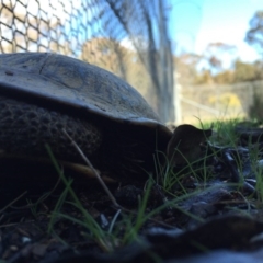 Chelodina longicollis at Gungahlin, ACT - 4 Sep 2016 10:33 AM